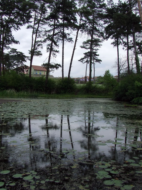 Trees, Lake Trees, Lake, special views